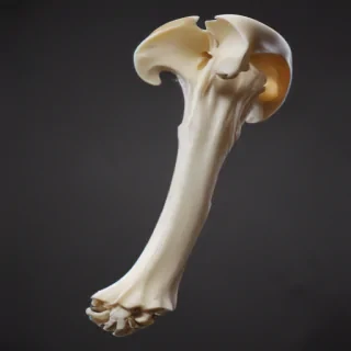 bone png