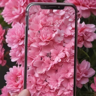 phone wallpaper pink