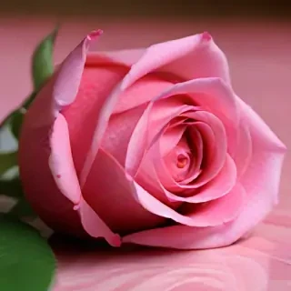 full screen rose wallpaper hd