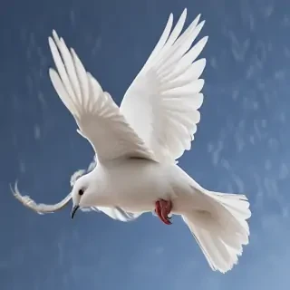 png dove