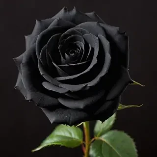black rose photo