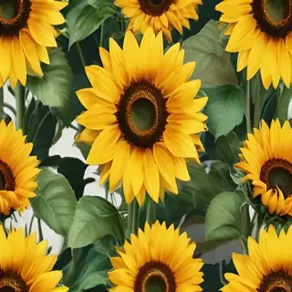 sunflowers png
