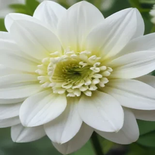 white flower wallpaper