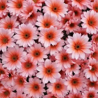 cute aesthetic flower wallpapers