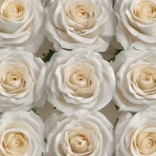 white roses png
