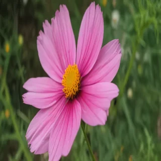 cosmos flower