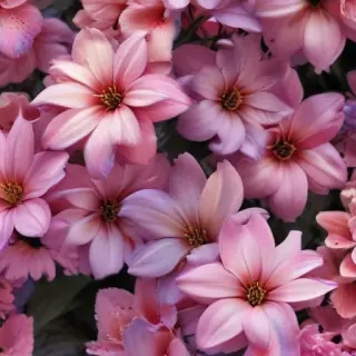 flowers iphone wallpaper