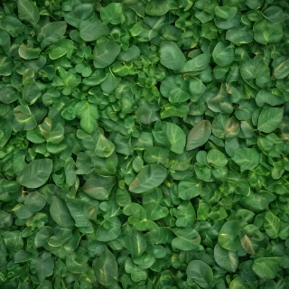 leaf background green