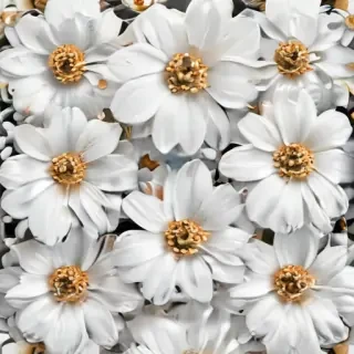 white flowers png transparent