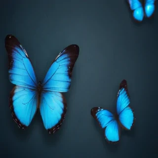 blue butterfly background