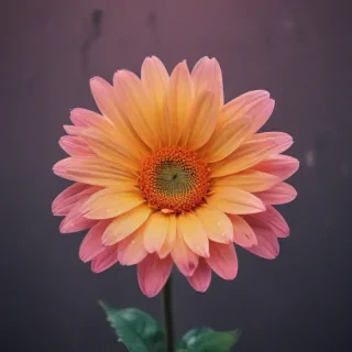 cute simple wallpapers for iphone