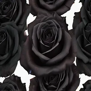 black roses png