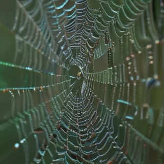 spiderweb