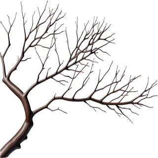 png branches