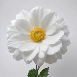 white background flower