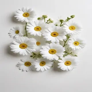 white flowers on white background