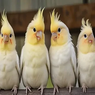 cockatiels