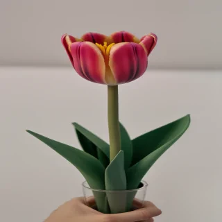 tulip flower