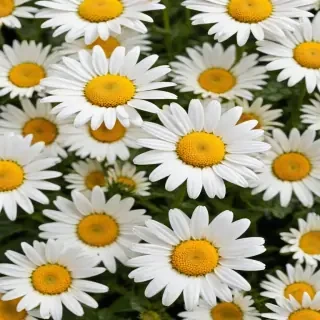 daisy background
