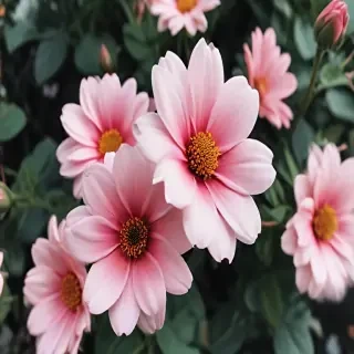 cute aesthetic flower wallpapers