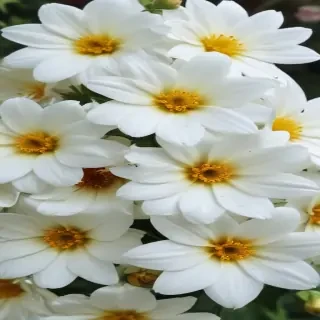 white flowers wallpaper iphone