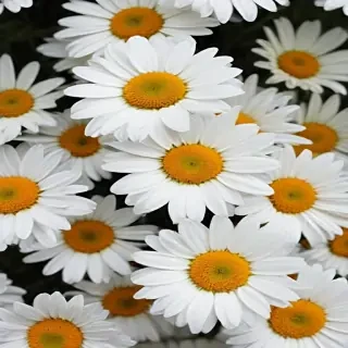daisy wallpaper for desktop