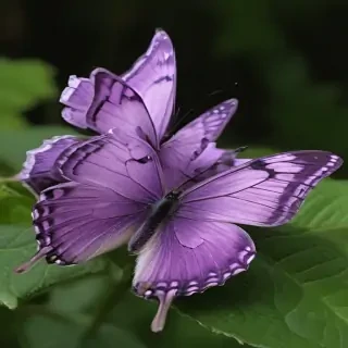 purple butterflies