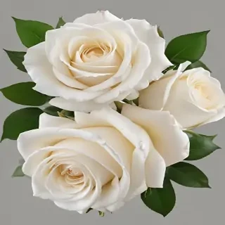 white roses png