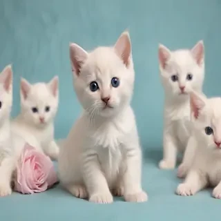 kitten background