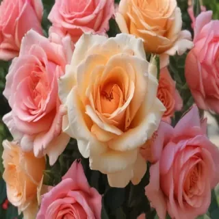roses in background