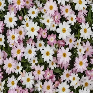spring flowers