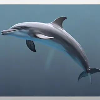 dolphins png
