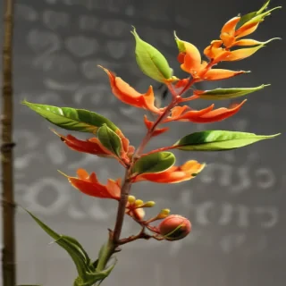 plant transparent