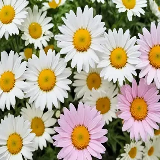 daisy flower wallpaper