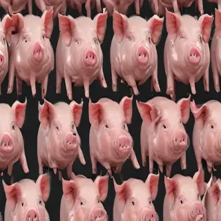 pig background