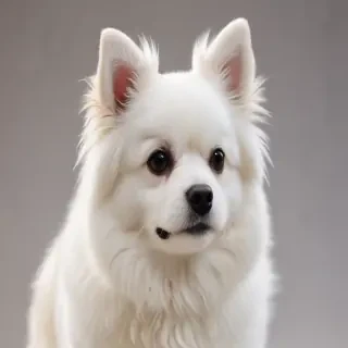 pekalier dog breed