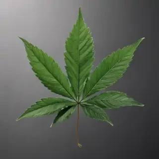 marijuana leaf