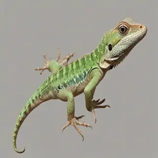 lizard transparent