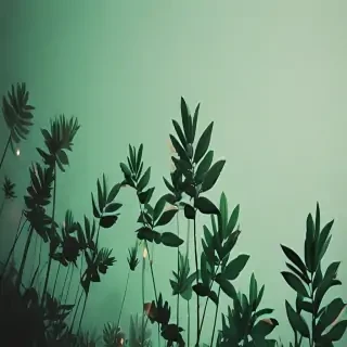 aesthetic wallpapers green