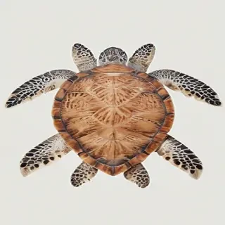 sea turtle png