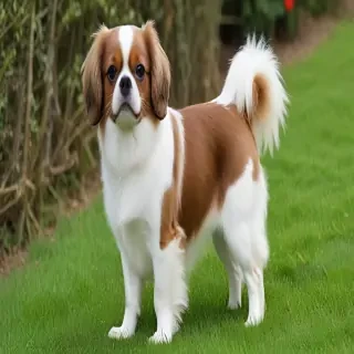 english toy spaniel