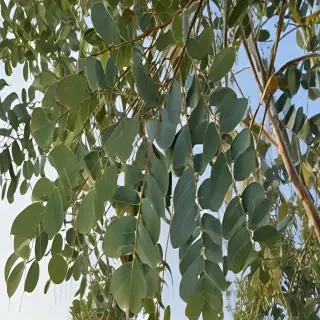 transparent eucalyptus