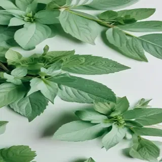 mint green aesthetic