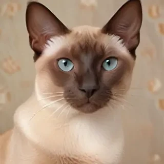 tonkinese breed
