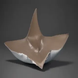 shark fin png