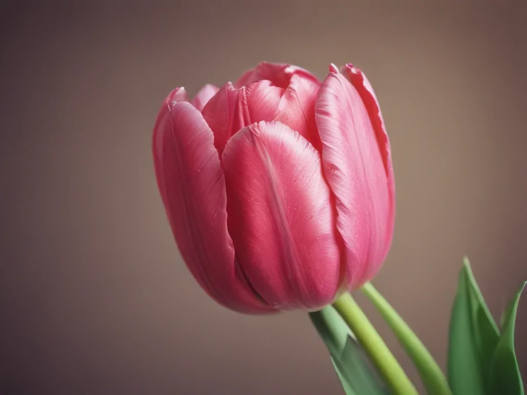 tulip iphone wallpaper