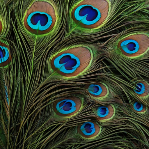 peacock feather png