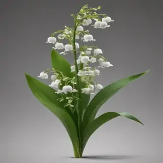 lily of the valley png