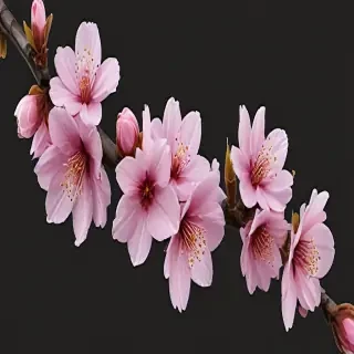 cherry blossoms png