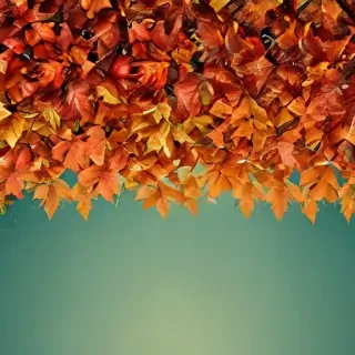 wallpaper autumn iphone